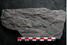 Foto (Detailansicht) von Noeggerathia palmaeformis Goeppert (NHMW-GEO-2024-0188-10735)
